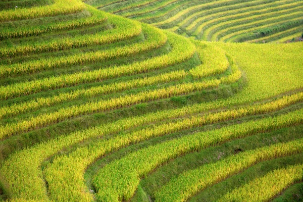 Longsheng Rice Terraces Dragon Backbone Also Known Longji Rice Terraces — Stock Photo, Image