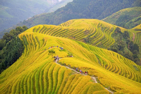 Terrazze Riso Longsheng Spina Dorsale Del Drago Note Anche Come — Foto Stock