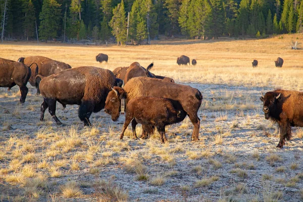 Bison Nel Parco Nazionale Yellowstone Wyoming Stati Uniti — Foto Stock