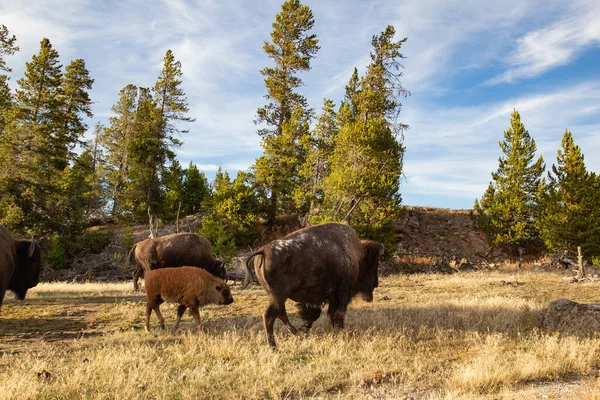 Bison Yellowstone National Park Wyoming Usa — Stock Photo, Image