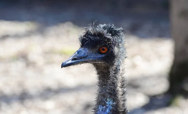 Emu bird portrait — Stock Photo, Image