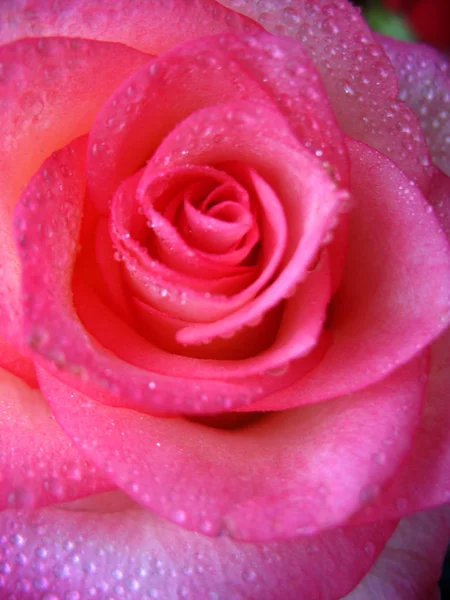 Est Buisson Une Rose Rouge — Photo