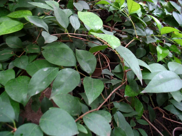 Tam Jsou Zelené Listy Větve Rostliny — Stock fotografie