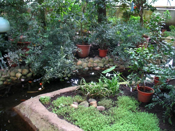 Зеленые Растения Саду Искусственный Бассейн — стоковое фото