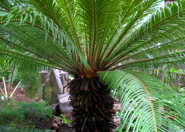 Grpwing Zelené Palm Skleníku — Stock fotografie