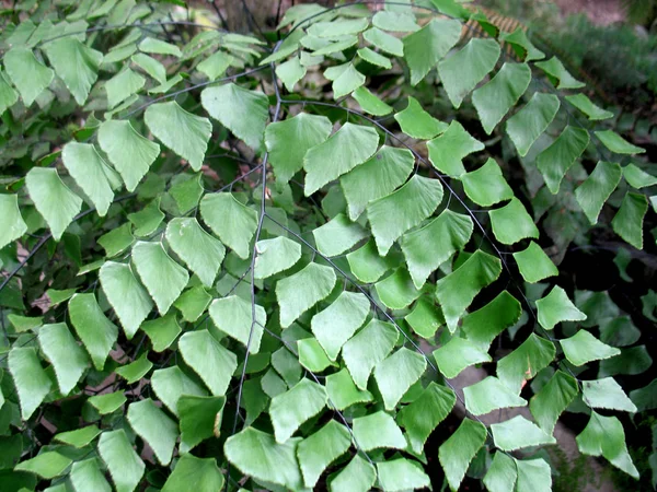 Zijn Groene Bladeren Takken Van Een Plant — Stockfoto