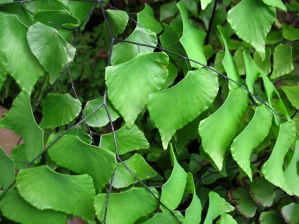 Folhas Verdes Ramos Uma Árvore — Fotografia de Stock
