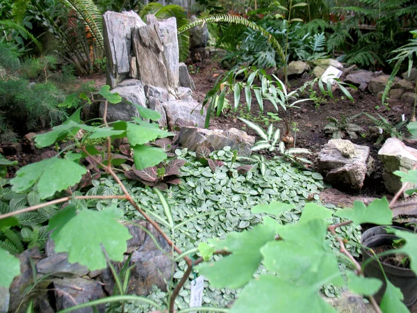 Groene Planten Stenen — Stockfoto