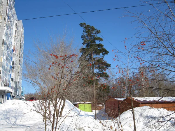 有冬天的雪覆盖的树木 建筑和铁车库 俄罗斯 — 图库照片