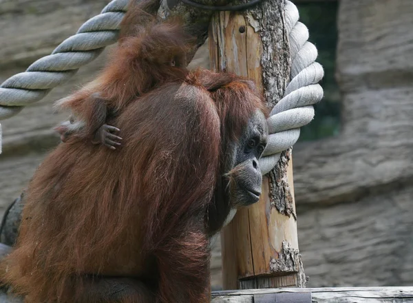 Mãe orangotango com seu bebê bonito — Fotografia de Stock