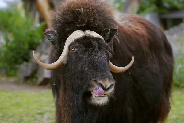 Portrait of an angry musk ox with big horns — Stock Photo, Image