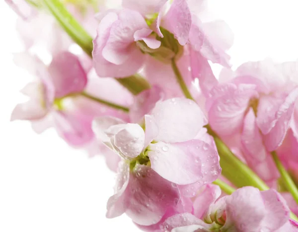 Flores de color rosa de cerca — Foto de Stock