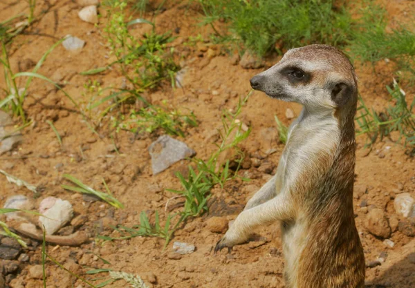 Viendo suricate poco salvaje suricate — Foto de Stock