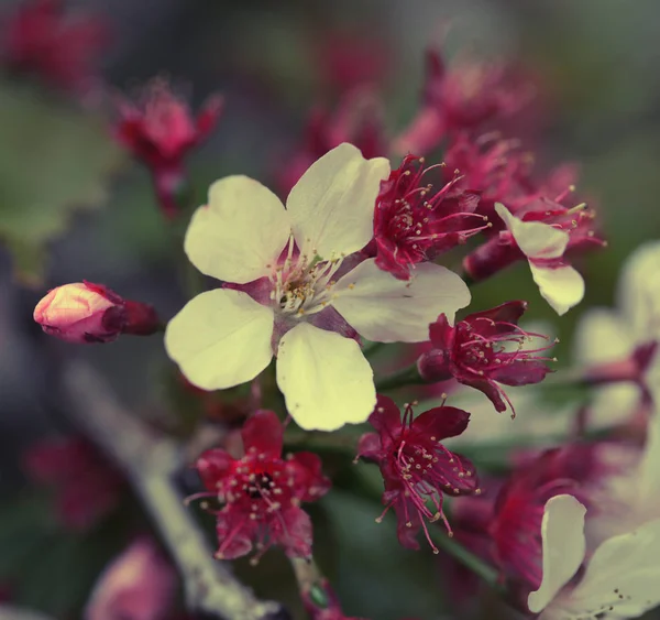 Floraison de cerisiers japonais au début du printemps — Photo