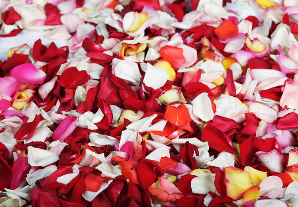 colorful rose petals background