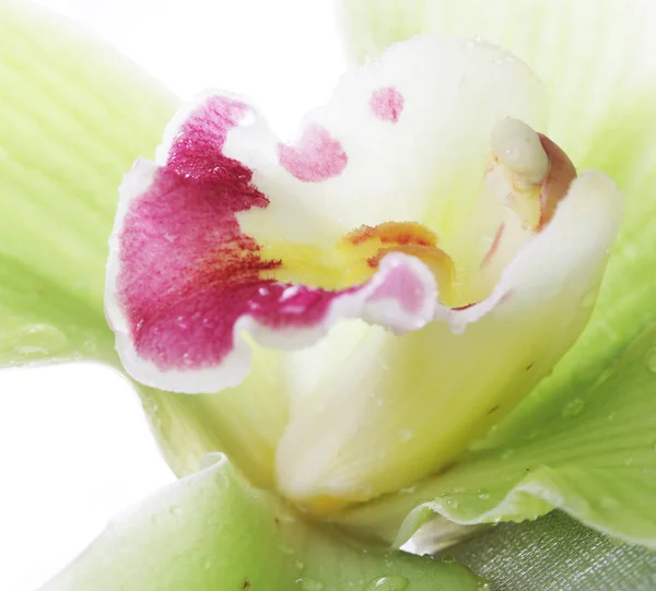 Grön orkidé blomma isolerade — Stockfoto