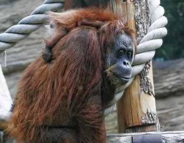 onun şirin bebek ile anne orangutan 