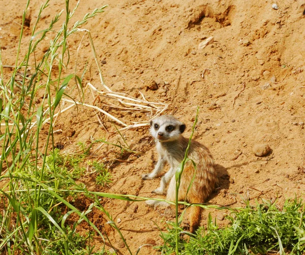 Meerkats - dia de verão em zoológico — Fotografia de Stock