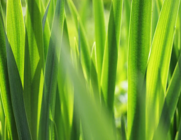 Fresh green grass with water droplet in sunshine — Stock Photo, Image