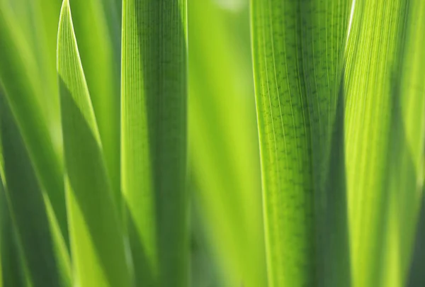 Φρέσκο πράσινο γρασίδι με σταγόνα νερού στον ήλιο — Φωτογραφία Αρχείου