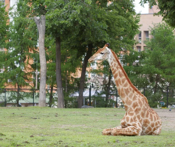 Żyrafa w zoo — Zdjęcie stockowe