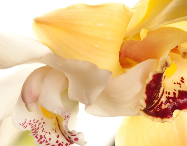 Primer plano amarillo de la orquídea — Foto de Stock