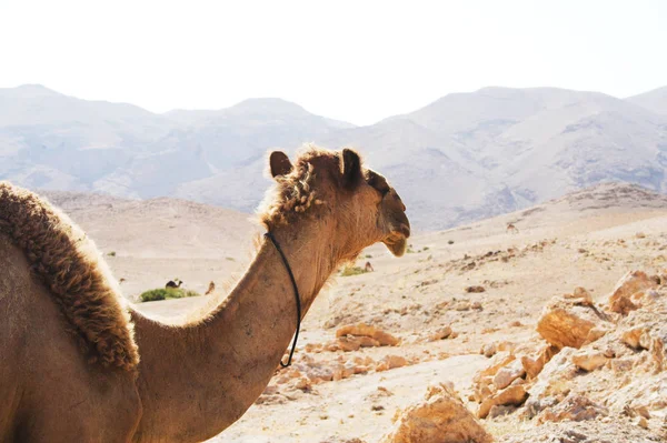 砂漠でのラクダ — ストック写真