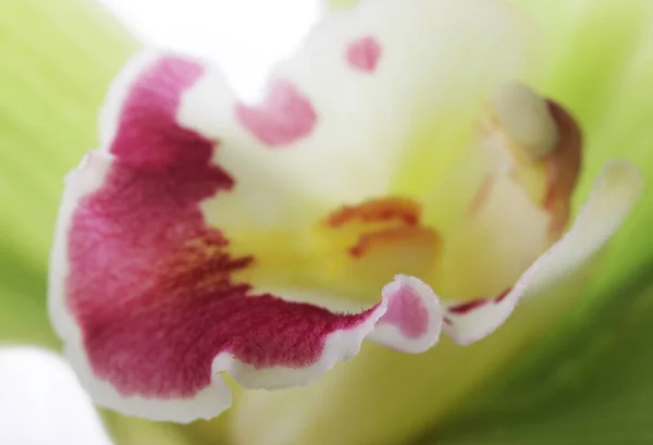 Närbild på en grön orkidé blomma isolerade — Stockfoto