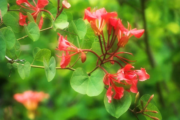 花园里的花朵特写 — 图库照片