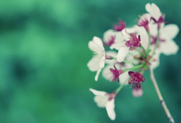 Japoński kwiat wiśni na wczesną wiosną — Zdjęcie stockowe