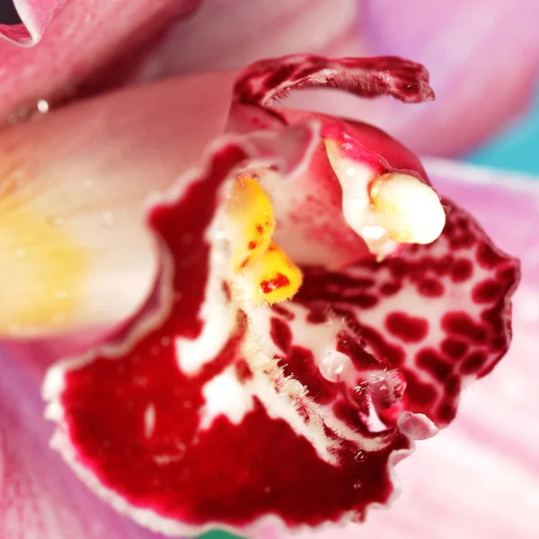 Wunderschöne Orchideenblume aus nächster Nähe — Stockfoto
