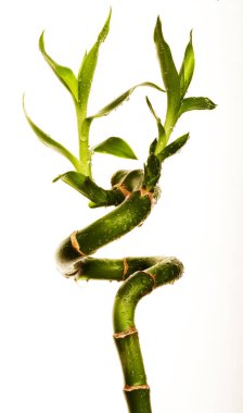 şanslı bambu yakın çekim