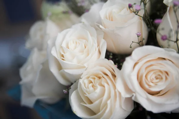 Krásné bílé růže — Stock fotografie
