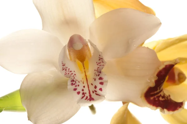 Gelbe Orchidee Nahaufnahme — Stockfoto