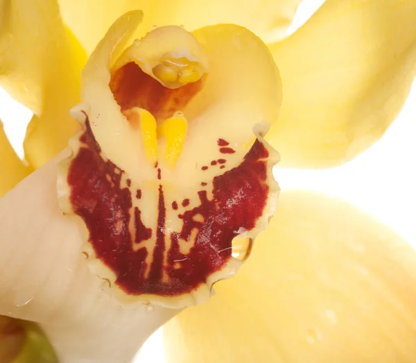 노란 난초 근접 촬영 — 스톡 사진