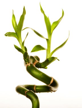 şanslı bambu yakın çekim