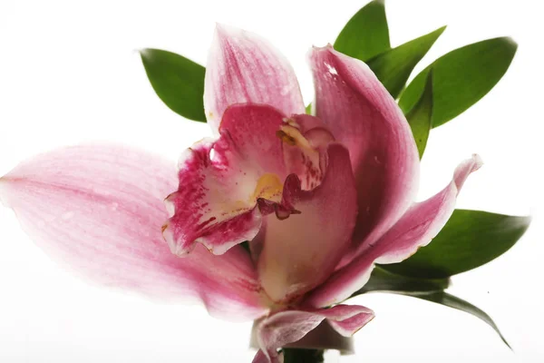 ピンクの蘭のクローズ アップ — ストック写真