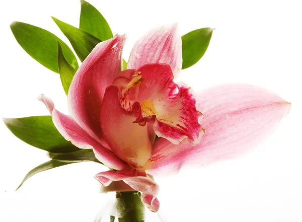 ピンクの蘭のクローズ アップ — ストック写真