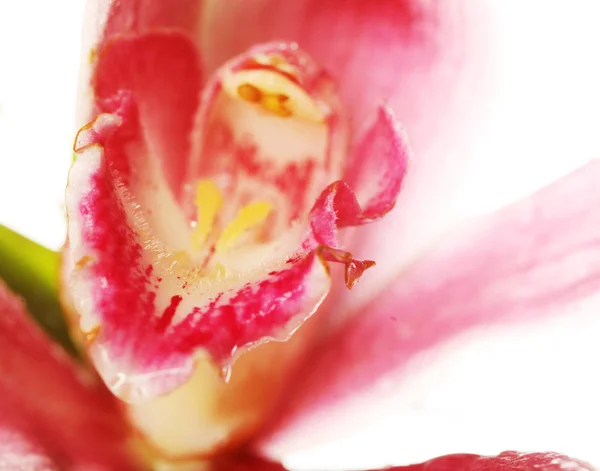 Pink orchid närbild — Stockfoto