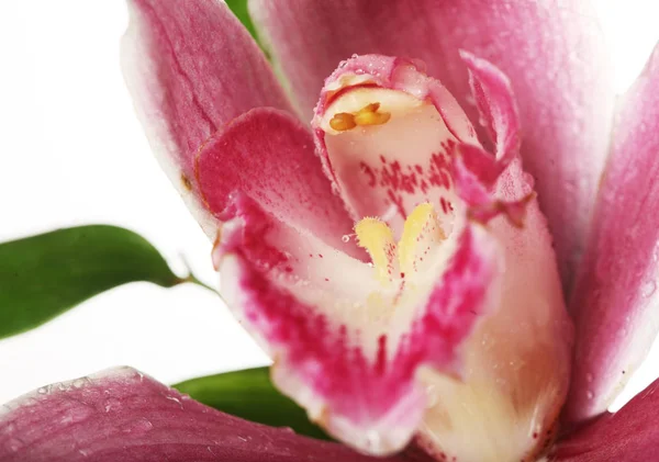 Pink orchid närbild — Stockfoto