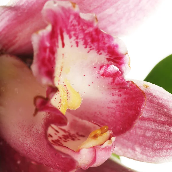 Pink orchid närbild — Stockfoto