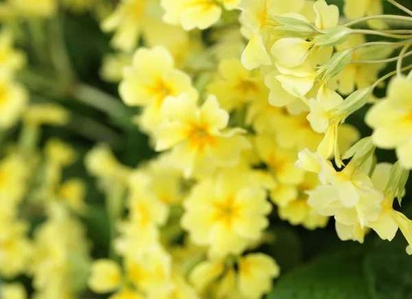 Vackra blommor i trädgården — Stockfoto