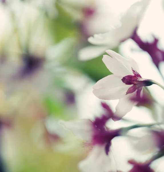 Japanska körsbärsblommor på vårvintern — Stockfoto