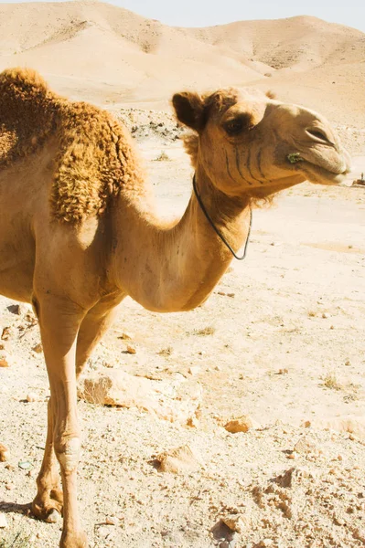 Camelo no deserto — Fotografia de Stock