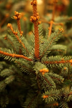 Çam fidanları, ladin, köknar, sekoya ve diğer kozalaklı ağaçlar bitkilerin fidanlığında saksıda..  