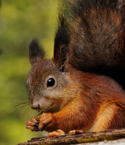 Wild red fluffy squirrel in the village eating nuts — Stock Photo, Image