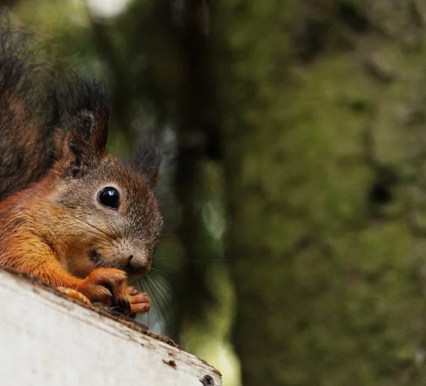 Squirrel sits on the feeder eats nuts — Stock Photo, Image