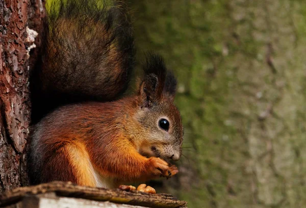 Wild red fluffy squirrel in the village eating nuts — Stock Photo, Image