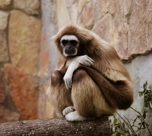 Affe im Zoo — Stockfoto