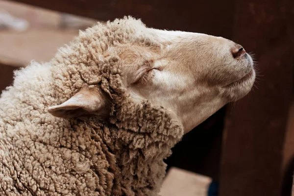 Vlněný ovce v zoo — Stock fotografie